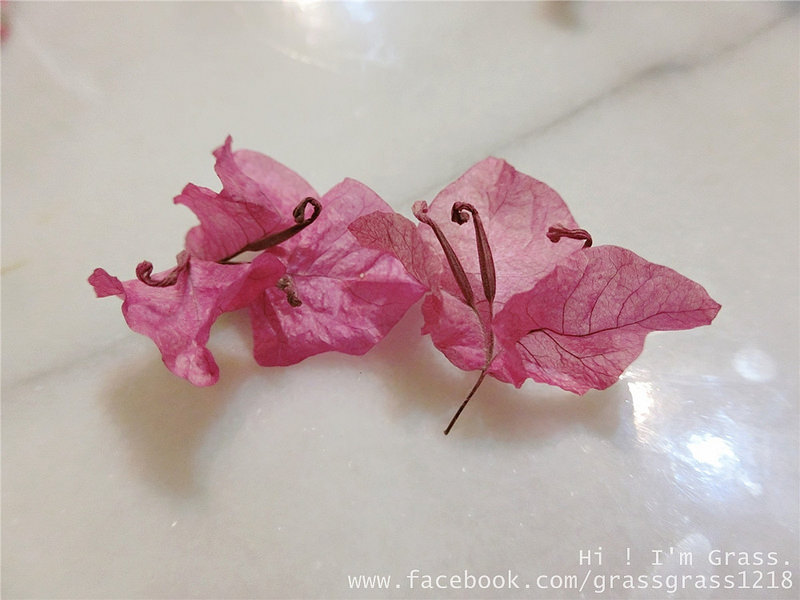 ดอกไมม้