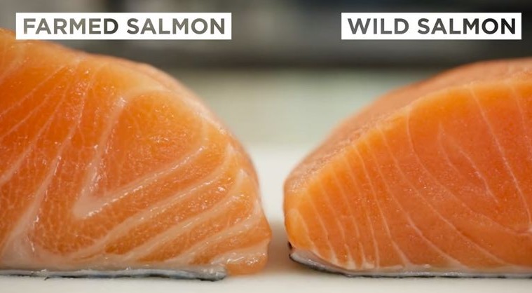 Salmon-FI-759x418