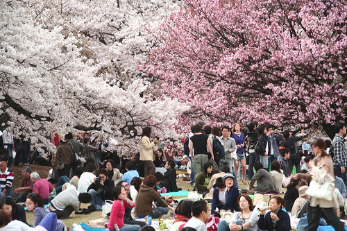 hanami-1