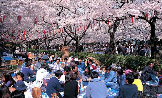 hanami_cherry_blossom_viewing_party_551w