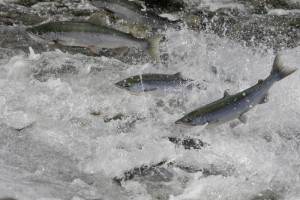 Salmon-Swimming-Up-Stream-460-800x600-300x200