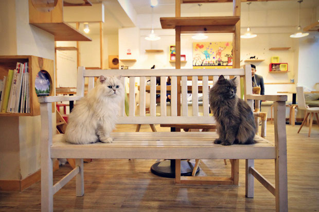a-day-in-a-cat-café-in-seoul-south-korea-sabrina-iovino-justonewayticket-com (2)