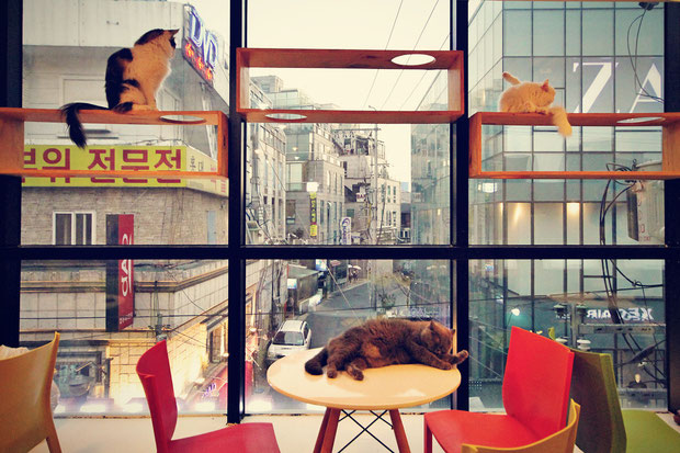 a-day-in-a-cat-café-in-seoul-south-korea-sabrina-iovino-justonewayticket-com (4)