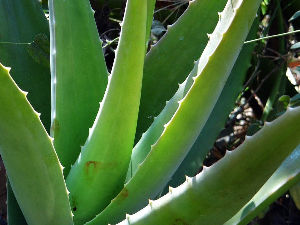 aloe-vera-262718_960_720