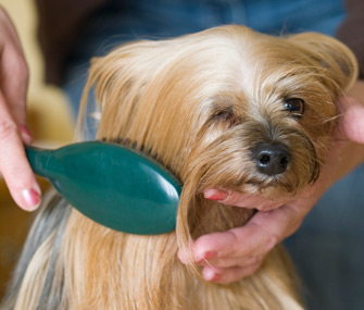 brushing-dog-thinkstock-176724696-335lc012315jpg