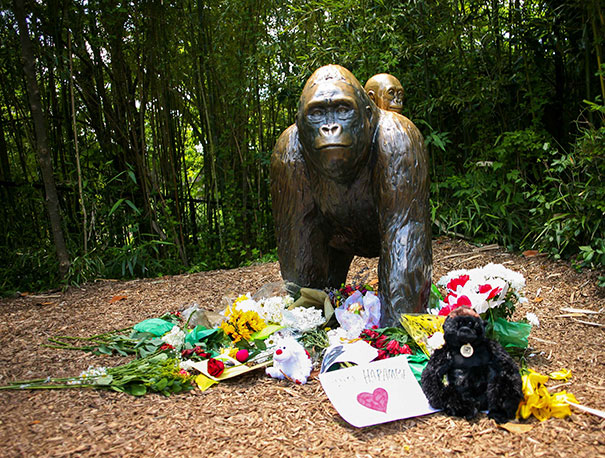 gorilla-shot-boy-zookeper-explains-harambe-amanda-odonoughue-cincinnati-zoo-2