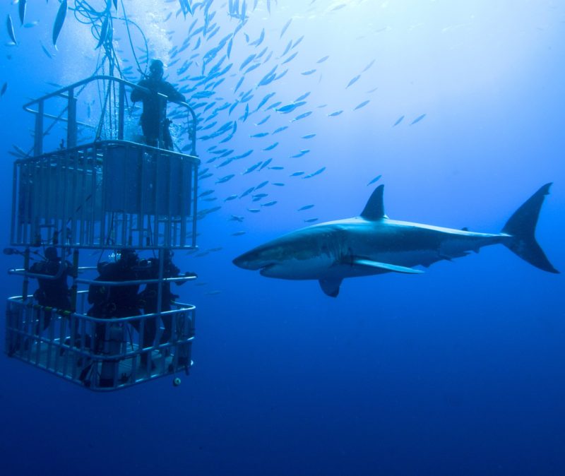 Cage-Dive-Great-White-Sharks
