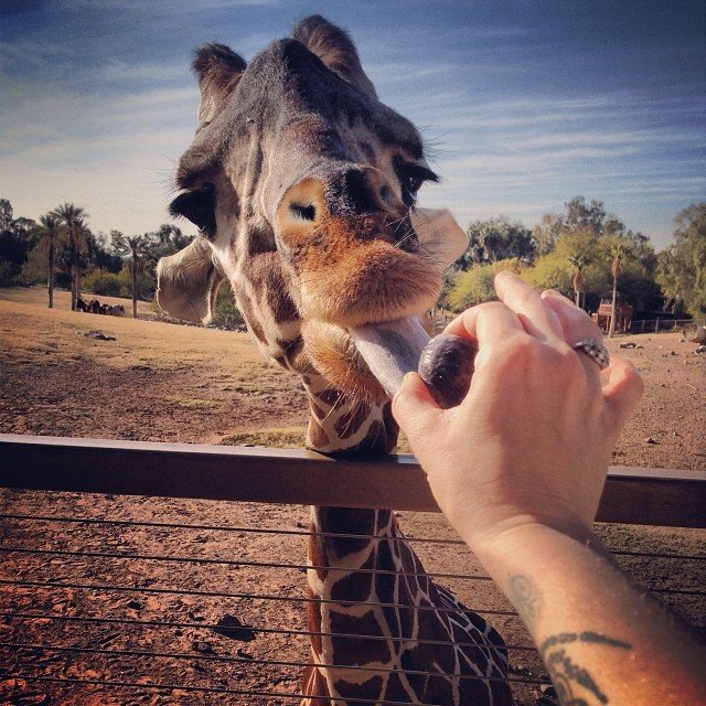 Feed-Giraffe