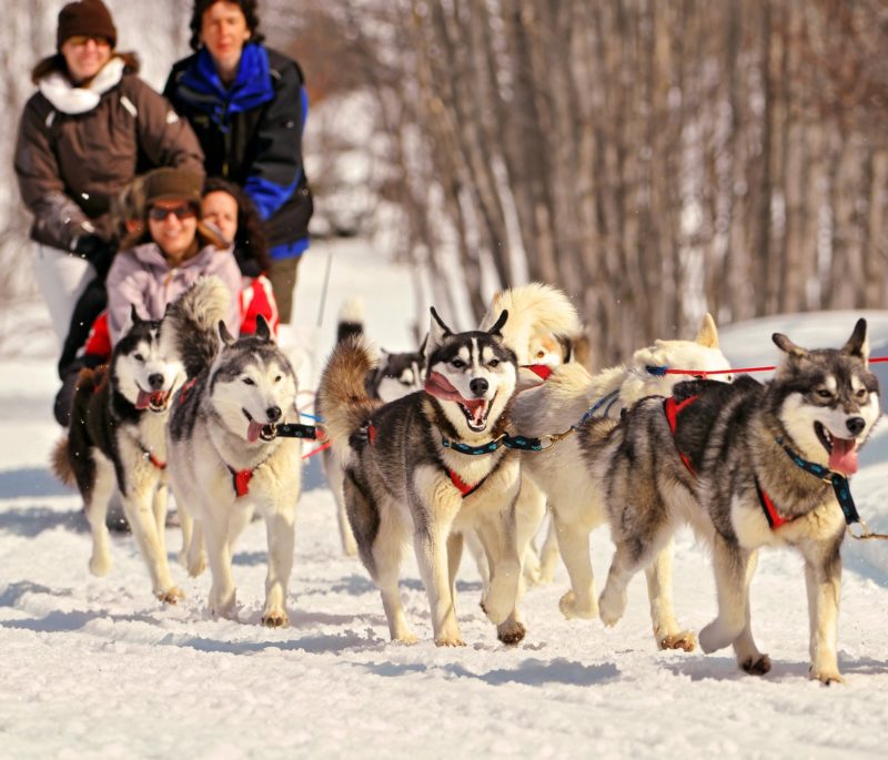 Go-Dogsledding