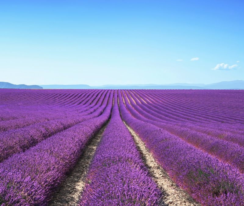 Go-Lavender-Picking