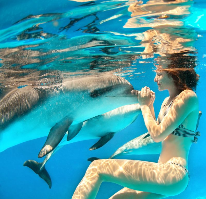 Swim-Dolphins