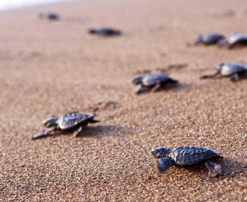 Watch-Baby-Turtles-Hatch