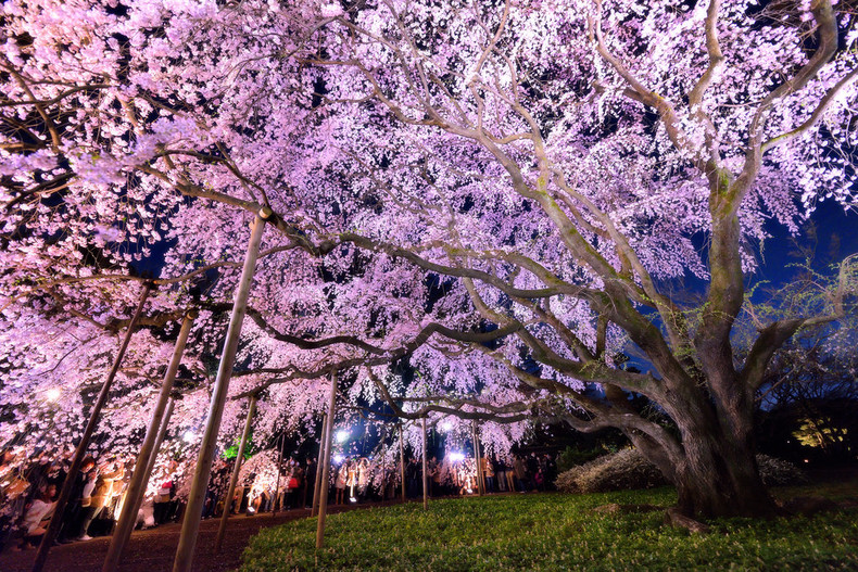 japan-cherry-blossoms-4509-351