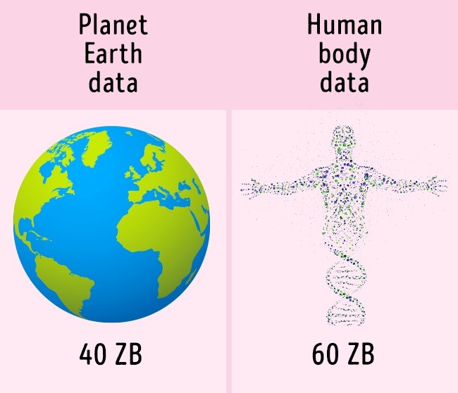 ข้อมูลในร่างกายมนุษย์