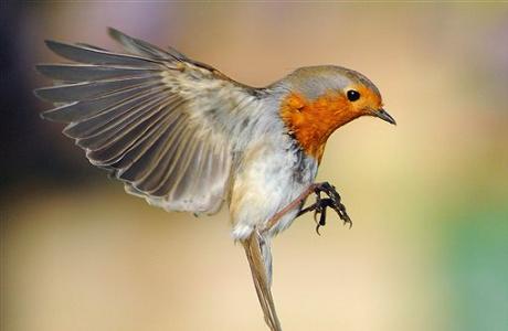 Manadatory Credit: Photo by Mike Walker / Rex Features (1491811i) Feathered Friend Comes To Dinner Watch the birdie! This friendly robin makes the perfect model for photographer Mike Walker. Mike has struck up a remarkable relationship with the tame bird which, judging by these photos, loves to strike a pose for the camera. The cheeky robin is just one of the birds who visit Mike's garden in Porchester, Hampshire to dine at his feeding table. But this little robin is so relaxed he is happy to flutter down and be fed by hand. By offering food to his feathered friend with one hand Mike is then able to capture these enchanting images with the other. MUST CREDIT PHOTOS BY: Mike Walker / Rex Features For more information visit http://www.rexfeatures.com/stacklink/VNBJFCAGZ (Rex Features via AP Images)