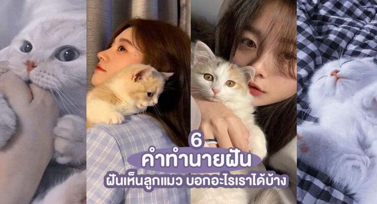 6-dream-about-kitten