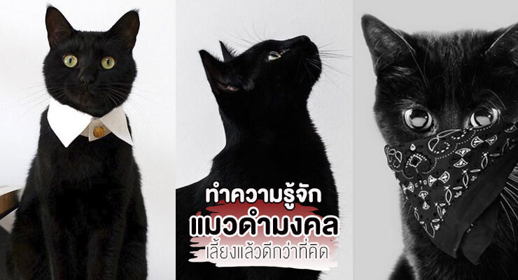 Lucky Black Cats