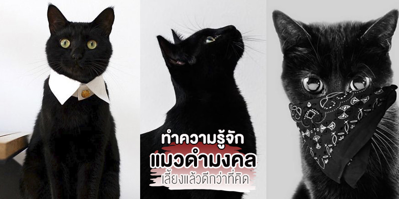 Lucky Black Cats