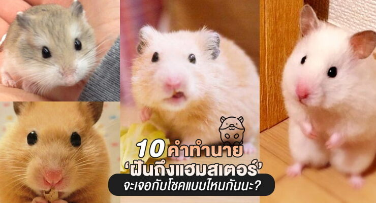 ฝันถึงแฮมสเตอร์